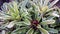 Grouping of bromeliads with pale green and ivory leaves and deep red center