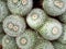 Grouping of cactii