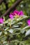 grouping of dark purple pink rhododendron flowers