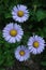 Grouping of Four Alpine Aster Flowers