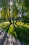 A grouping of four birch trees in a park through which sunlight shines on green grass