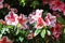 Grouping of four red, pink and white flowers.