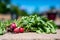 grouping of a fresh bunched harvested radishes from a home garden with irrigation soaker in the background