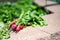 grouping of a fresh bunched harvested radishes from a home garden with irrigation soaker in the background