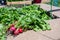 grouping of a fresh bunched harvested radishes from a home garden with irrigation soaker in the background