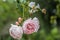 Grouping of Pink St. Cecilia Roses