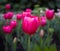 Grouping of Pink Tulips up Close.