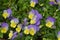 A grouping of purple and yellow pansies