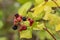 Grouping of red and black blackberries in summer season