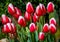 Grouping of Red and White Tulips Macro