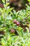 grouping of small red apples on branches