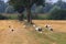 Grouping storks in dutch fields of Brummen