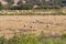 Grouping storks near SÃ£o RomÃ£o do Sado in Portugal