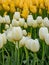 A grouping of white tulips in front of a grouping of yellow tulips