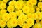 Grouping of Yellow Carnations