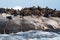 Groups of adult seals bask on the rock