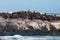 Groups of adult seals bask on the rock