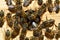 Groups of bees