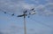 Groups of black crows hanging around the streetpost.