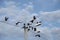 Groups of black crows hanging around the streetpost.