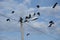 Groups of black crows hanging around the streetpost.