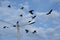 Groups of black crows hanging around the streetpost.