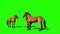 Groups of Brown Horses Animals Green Screen Front 3D Rendering Animation