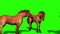 Groups of Brown Horses Animals Green Screen Side 3D Rendering Animation