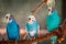 Groups of budgies in an enclosure on a summer day at the John Ball Zoo