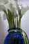 Groups of Calla Flowers in a Blue Vase. White Calla Lilies on a White Background with Copy Space