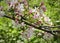 Groups of charming light pink blooming bloosoms and dark pink flower buds.