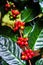 Groups of colorful coffee beans on coffe tree