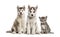 Groups of dogs, Siberian Husky puppy, Alaskan Malamute puppy