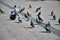 Groups of doves and pigeons on concrete ground.