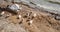 Groups of ducks sleeping in the coast of Uluabat Lake