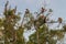 Groups Dutch Monkey sitting on a tree among the leaves Kumai, I