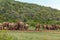 Groups of Elephants gathering together at the dam