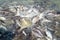 Groups of fish in the river in front of temple. Thailand.