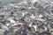 Groups of fish in the river in front of temple in Thailand.