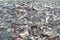 Groups of fish in the river in front of temple in Thailand.