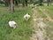 Groups of goats grassing at the plantation