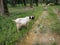 Groups of goats grassing at the plantation