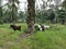 Groups of goats grassing at the plantation