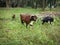 Groups of goats grassing at the plantation