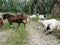 Groups of goats grassing at the plantation