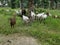 Groups of goats grassing at the plantation
