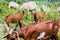 Groups of goats with kid goat on the meadow