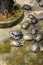 Groups of golden tortoises in the turtle pond, Brazilian tortoise