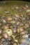 Groups of golden tortoises in the turtle pond, Brazilian tortoise