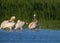 groups of great white pelican
